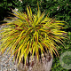 Hakonechloa macra Sunflare GM P9