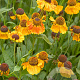 Helenium Mardi Gras GM P9