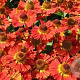 Helenium 'Salsa' GM P9