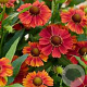 Helenium 'Serenade' GM P9