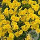 Helianthemum 'Ben Fhada' GM P9