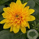 Helianthus dec. 'Plenus' GM P9