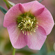 Helleborus o. 'Pretty Ellen Pink' GM P9
