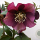 Helleborus o. 'Pretty Ellen Red' GM P9