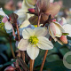Helleborus Silvermoon GM P9