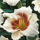 Hemerocallis 'Brilliant Circle' GM P9