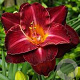 Hemerocallis 'Burgundy Love' GM P9