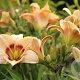 Hemerocallis 'Custard Candy' GM P9
