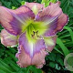 Hemerocallis 'Mildred Mitchell' GM P9