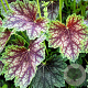 Heuchera a. 'Dale' GM P9
