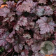 Heuchera 'Amethyst Myst' GM P9