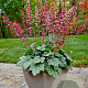 Heuchera 'Berry Timeless' GM P9