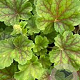 Heuchera 'Blondie in Lime' GM P9