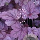 Heuchera 'Georgia Plum' GM P9