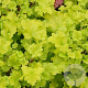 Heuchera 'Lime Marmalade' GM P9