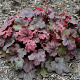 Heuchera 'Root Beer' GM P9