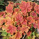 Heuchera 'Tiramisu' GM P9