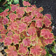 Heuchera 'Tiramisu' GM P9