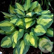 Hosta 'Captain Kirk' GM P9