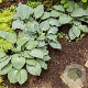 Hosta 'Diamond Lake' GM P9