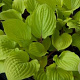 Hosta 'Fire Island' GM P9
