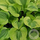 Hosta 'Grand Tiara' GM P9