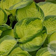 Hosta 'Rainforest Sunrise' GM P9