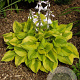 Hosta 'Summer Breeze' GM P9