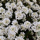 Iberis semp. 'Alexander's White' GM P9