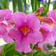 Incarvillea delavayi GM P9