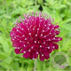 Knautia m. 'Mars Midget' GM P9