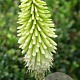 Kniphofia 'Ice Queen' GM P9