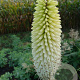 Kniphofia 'Ice Queen' GM P9