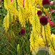 Kniphofia 'Lemon Popsicle' GM P9