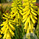 Kniphofia 'Lemon Popsicle' GM P9