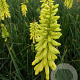 Kniphofia 'Lemon Popsicle' GM P9