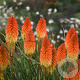 Kniphofia 'Orange Blaze' GM P9