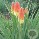 Kniphofia 'Royal Castle' GM P9