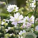 Lavatera 'White Angel' GM P9