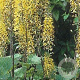 Ligularia stenoc. 'The Rocket' GM P9