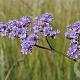 Limonium lat. 'The Butler' GM P9