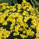 Linum flavum 'Compactum' GM P9