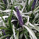 Liriope muscari 'Okina' GM P9