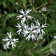 Lychnis flos-cuculi 'White Robin' GM P9