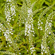 Lysimachia Snow Candles GM P9