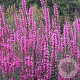 Lythrum virgatum 'Dropmore Scarlet' GM P9