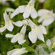 Mazus reptans 'Albus' GM P9