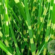 Miscanthus sin. 'Apache' GM  P11