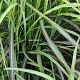 Miscanthus sin. 'Ibiza' GM  P11