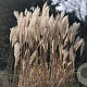 Miscanthus sin. 'Prof. R. Hansen' GM  P11
